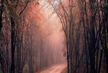 玩加电竞官网:达利奇:换下魔笛因为他体力透支,克罗地亚很多球员都已超过30岁.